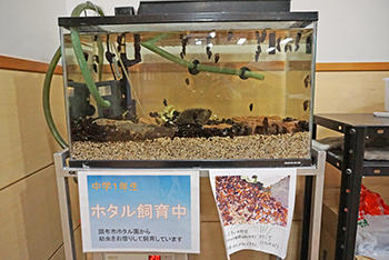 晃華学園_只今、ホタルの幼虫がスクスクと成長中!