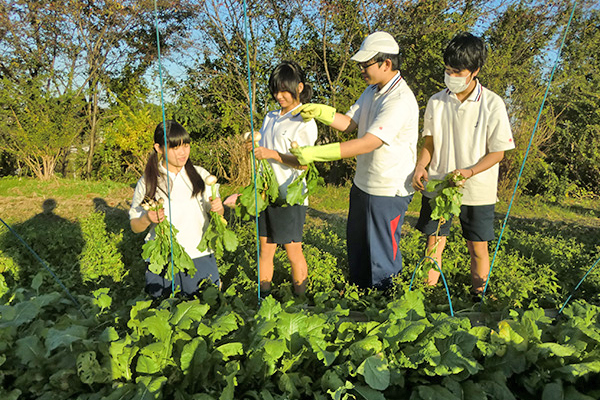 自修館中等教育学校_土曜セミナー「農業ボランティア」の様子