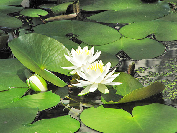 東京家政大学附属_ビオトープに咲いたハスの花