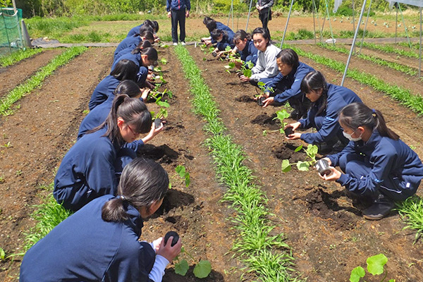 共立第二_「野菜作り」では種蒔きから収穫、そして調理まで行う