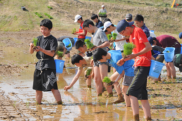 聖学院中学校_糸魚川農村学習で行った田植え