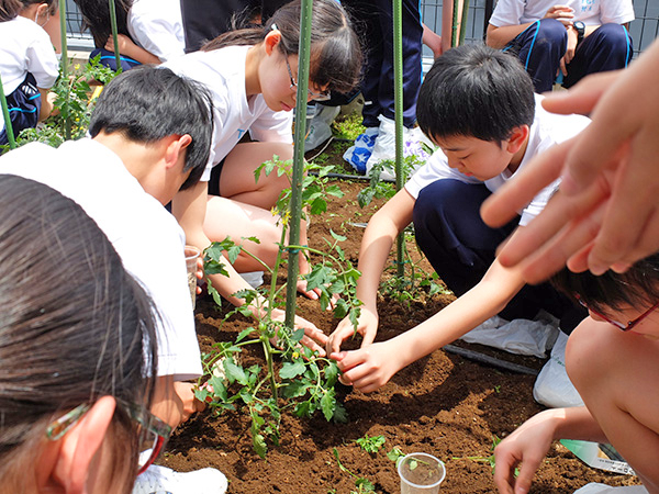 都市大等々力_菜園で植物を育てる、中1のプログラム「命のはぐくみ」