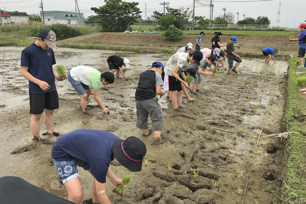 城西_20年前から続く稲作体験は田植えから収穫まで