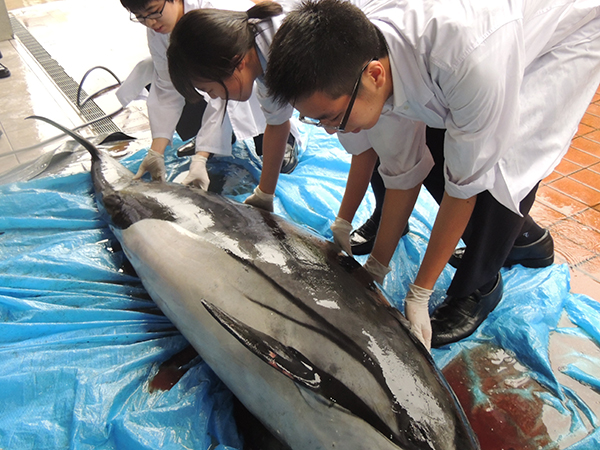 東京都市大等々力_共生の観点から、理科部では生物の解剖をすることも