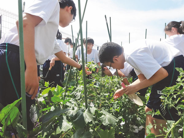東京都市大_屋上の「菜園」では、自分たちの手で野菜などを栽培しており、