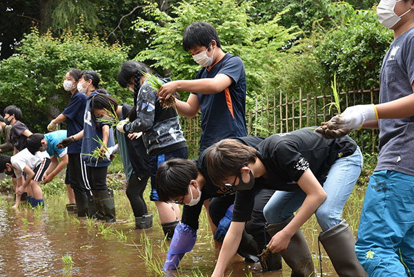 千葉明徳_校舎前にある水田で田植えをする生徒たち