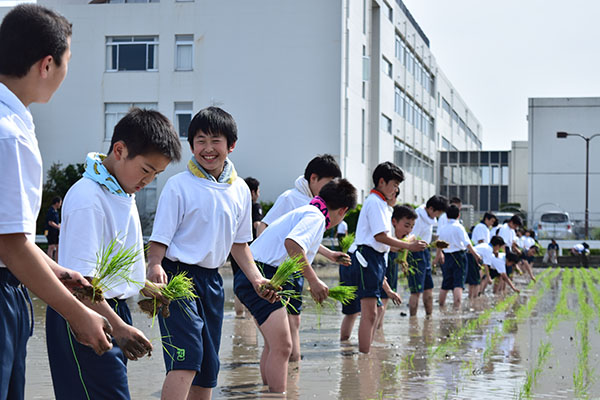 獨協埼玉_学校の目の前にある田んぼで、田植えをする生徒たち
