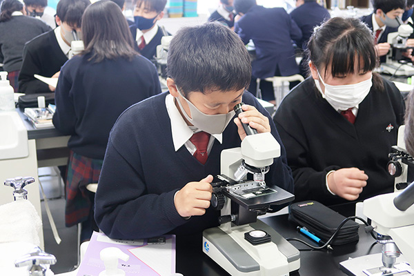 関東学院_中2は顕微鏡を使ってタマネギの組織を観察