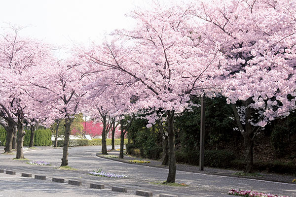横浜翠陵_正門から校舎までの桜のトンネル