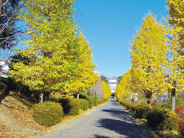 横浜翠陵_300ｍに及ぶ銀杏並木は秋の風物詩