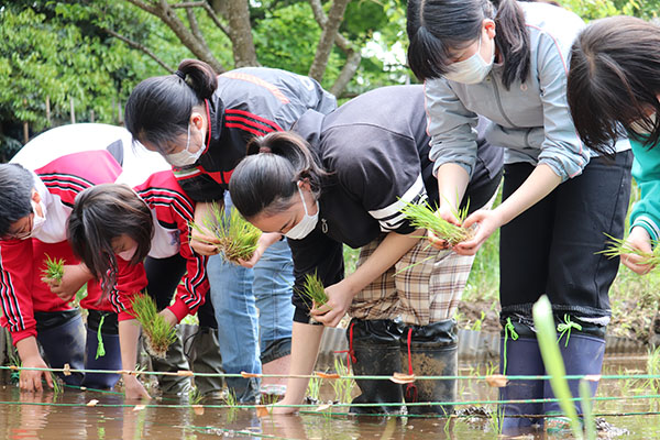 千葉明徳_校舎前の田んぼで田植えをする中１