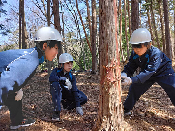 日本学園_木の伐採に挑戦する貴重な体験