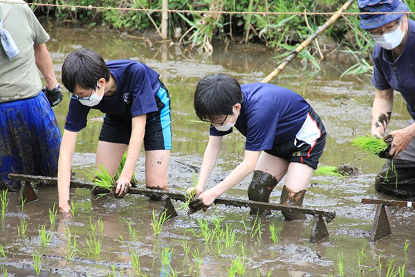 麗澤_Lアワーにて田植えをする生徒たち