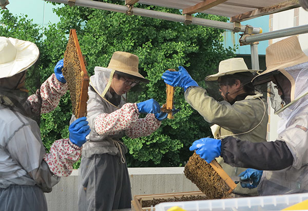 聖学院_高校生有志による「みつばちプロジェクト」。同校とつながりの深いタイ山岳少数民族の子どもに養蜂技術支援を行うなど、プロジェクトはさまざまな広がりを見せている