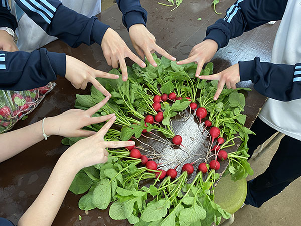 鷗友学園女子_「園芸」にて。収穫したラディッシュを綺麗にレイアウト