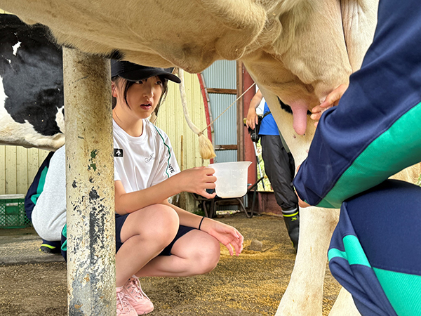 城西大城西_牛の搾乳に初めて挑戦。緊張した面持ちの生徒