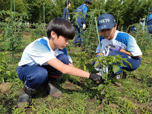 狭山ヶ丘_探究活動の一環として、中1・2では農作業も実施